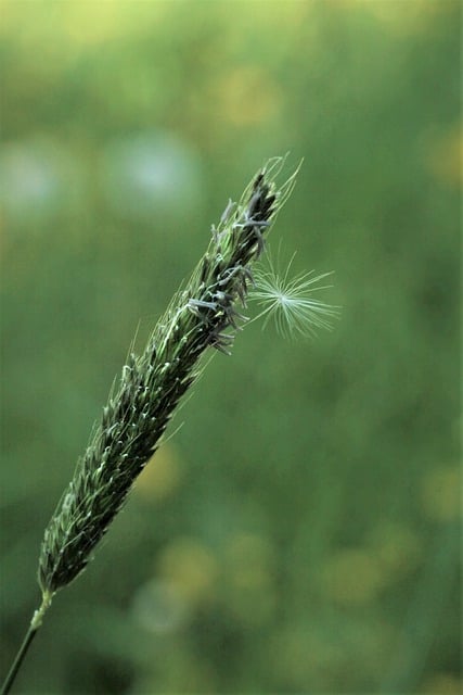 Free download grass flower blade of grass free picture to be edited with GIMP free online image editor