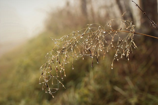 Free download grass flower faded wet raindrop free picture to be edited with GIMP free online image editor