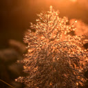 Grass Flowers and Sunset  screen for extension Chrome web store in OffiDocs Chromium
