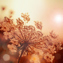 Grass flowers in the sun  screen for extension Chrome web store in OffiDocs Chromium