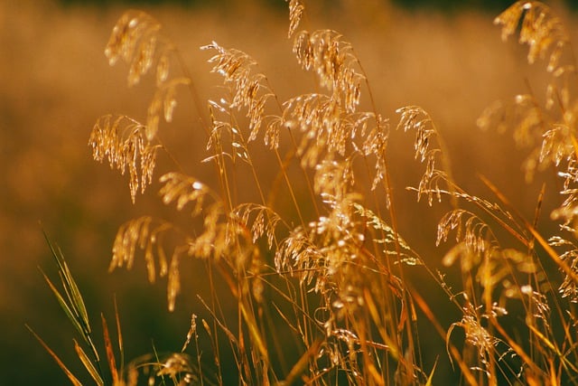 Free download grass flowers plant fall outdoors free picture to be edited with GIMP free online image editor