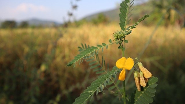 Descarga gratuita Grass Flower Tree - foto o imagen gratuita para editar con el editor de imágenes en línea GIMP