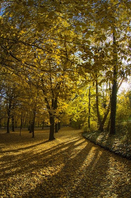 تنزيل Grass Forest Garden مجانًا - صورة مجانية أو صورة مجانية ليتم تحريرها باستخدام محرر الصور عبر الإنترنت GIMP