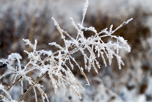 Free download grass frost crystals snow winter free picture to be edited with GIMP free online image editor