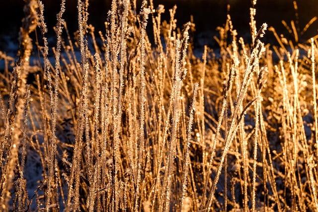 김프 무료 온라인 이미지 편집기로 편집할 수 있는 잔디 서리 겨울 조명 무료 사진을 무료로 다운로드하세요.