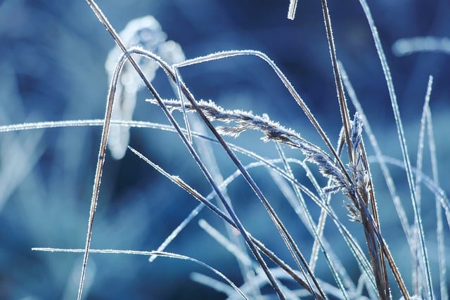 Free download grass frost winter snow reeds free picture to be edited with GIMP free online image editor