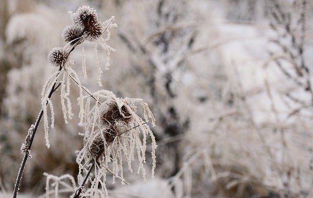 Free download grass frozen frost ice crystals free picture to be edited with GIMP free online image editor