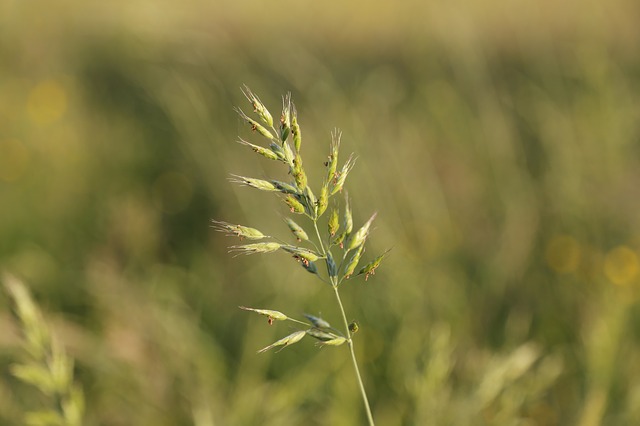 Free download grass grasses halm meadow nature free picture to be edited with GIMP free online image editor