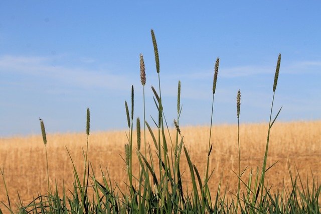 Free download Grass Grasses Nature -  free photo or picture to be edited with GIMP online image editor