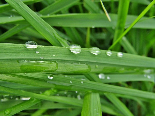 Free download Grass Green Raindrop Drop Of -  free photo or picture to be edited with GIMP online image editor