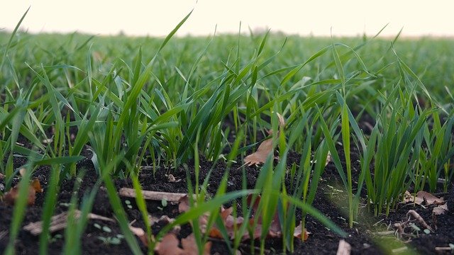 Скачать бесплатно Grass Greens Field - бесплатное фото или изображение для редактирования с помощью онлайн-редактора изображений GIMP