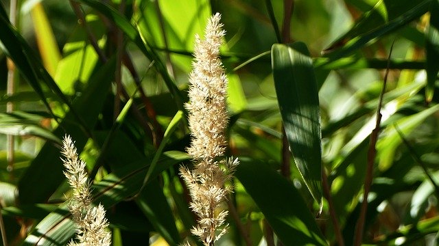 Безкоштовно завантажте Grass Halm Meadow — безкоштовну фотографію або зображення для редагування за допомогою онлайн-редактора зображень GIMP