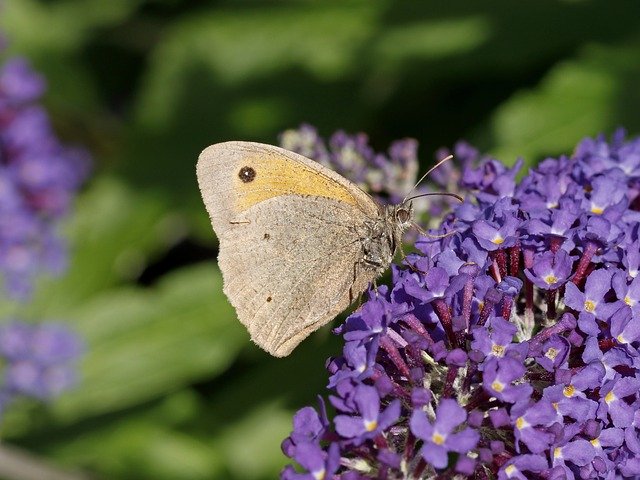 Muat turun percuma Grass-Heath Butterfly Flowers - foto atau gambar percuma untuk diedit dengan editor imej dalam talian GIMP