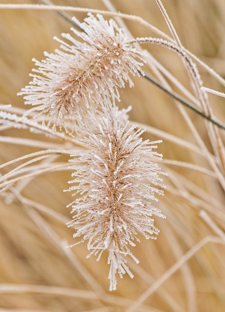 Free download grass herbs frost winter nature free picture to be edited with GIMP free online image editor