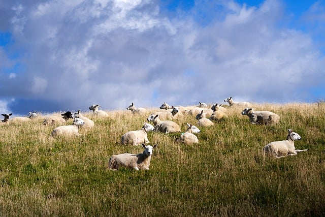 Free download grass hill sheep animal mammal free picture to be edited with GIMP free online image editor