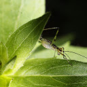 Grasshopper  screen for extension Chrome web store in OffiDocs Chromium