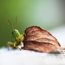 Grasshopper and leaf  screen for extension Chrome web store in OffiDocs Chromium