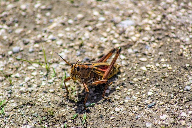 Bezpłatne pobieranie Grasshopper Bug Insect - bezpłatne zdjęcie lub obraz do edycji za pomocą internetowego edytora obrazów GIMP