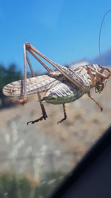 Безкоштовно завантажте Grasshopper Crete - безкоштовну фотографію або зображення для редагування за допомогою онлайн-редактора зображень GIMP