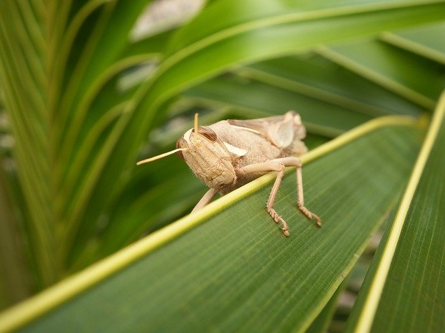 Free download Grasshopper Cricket -  free photo or picture to be edited with GIMP online image editor