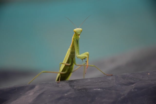 Unduh gratis gambar bug belalang kriket serangga gratis untuk diedit dengan editor gambar online gratis GIMP