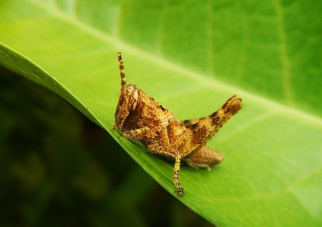 Unduh gratis Grasshopper Cricket Insect - foto atau gambar gratis untuk diedit dengan editor gambar online GIMP