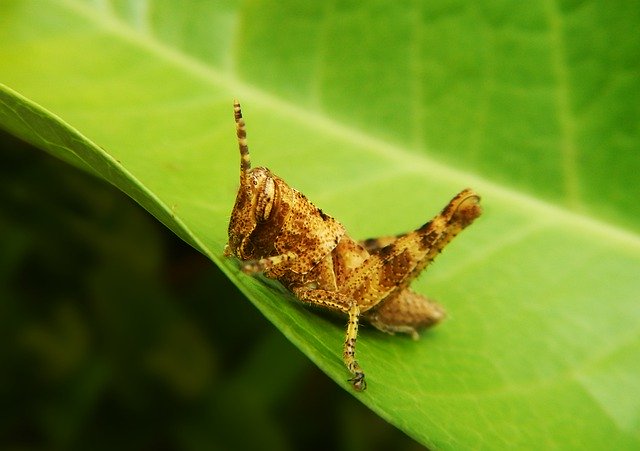 Free download Grasshopper Cricket Insect -  free photo or picture to be edited with GIMP online image editor