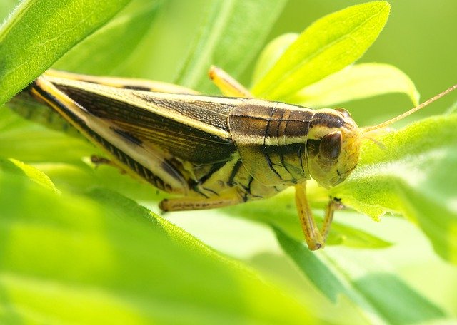 Descărcare gratuită Grasshopper Crickets Insect - fotografie sau imagini gratuite pentru a fi editate cu editorul de imagini online GIMP