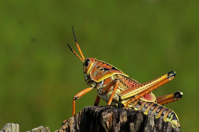 Free download Grasshopper Everglades National -  free free photo or picture to be edited with GIMP online image editor