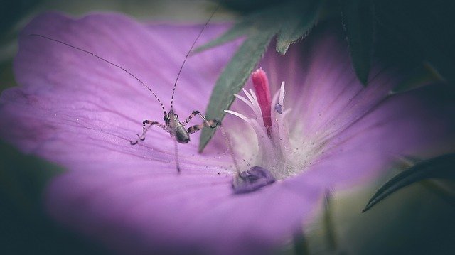 Free download Grasshopper Flower Nature -  free photo or picture to be edited with GIMP online image editor
