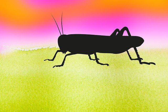 Free download Grasshopper Graphically Insect -  free illustration to be edited with GIMP free online image editor