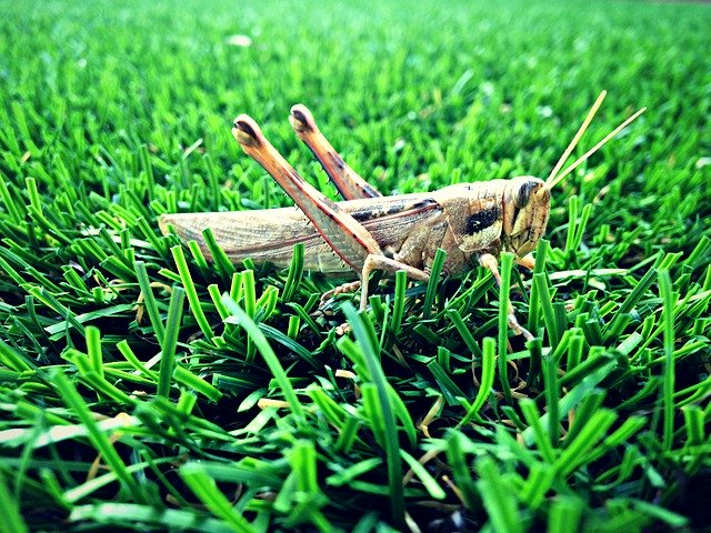 Free download Grasshopper Grass Nature free photo template to be edited with GIMP online image editor