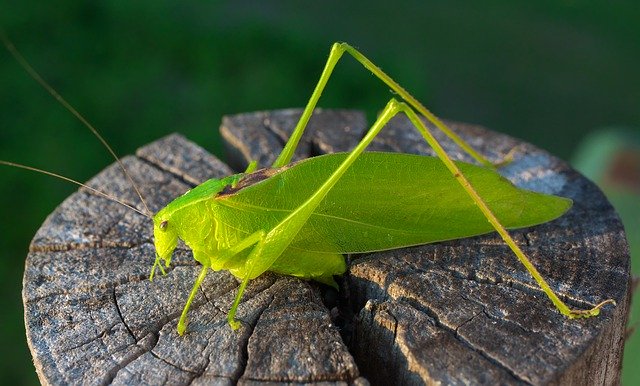 Descarga gratuita Grasshopper Green Insect: foto o imagen gratuita para editar con el editor de imágenes en línea GIMP
