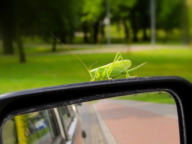 Muat turun percuma Antena Serangga Hijau Grasshopper - foto atau gambar percuma untuk diedit dengan editor imej dalam talian GIMP