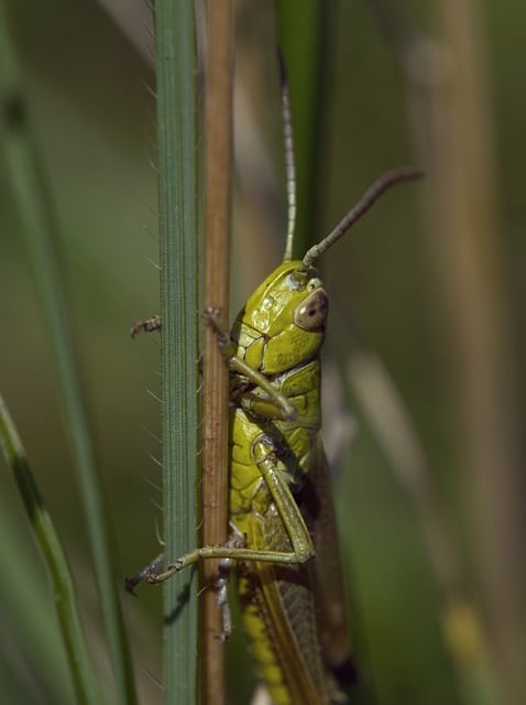 Free download grasshopper green macro nature free picture to be edited with GIMP free online image editor