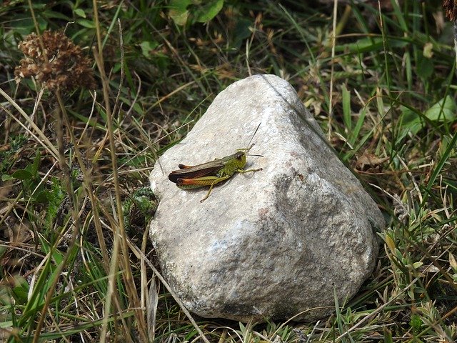 ດາວໂຫລດຟຣີ Grasshopper Insect - ຮູບພາບຫຼືຮູບພາບທີ່ບໍ່ເສຍຄ່າເພື່ອແກ້ໄຂດ້ວຍຕົວແກ້ໄຂຮູບພາບອອນໄລນ໌ GIMP