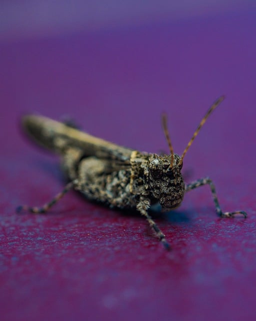 Free download grasshopper insect animal fauna free picture to be edited with GIMP free online image editor