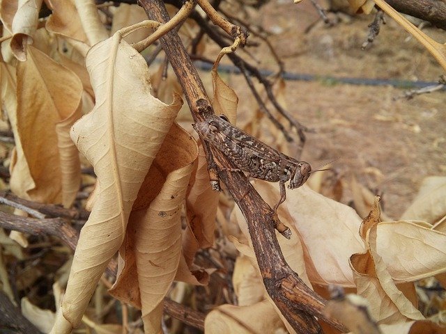 Grasshopper Insect Animals'ı ücretsiz indirin - GIMP çevrimiçi resim düzenleyici ile düzenlenecek ücretsiz fotoğraf veya resim