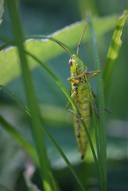Free download grasshopper insect blades of grass free picture to be edited with GIMP free online image editor