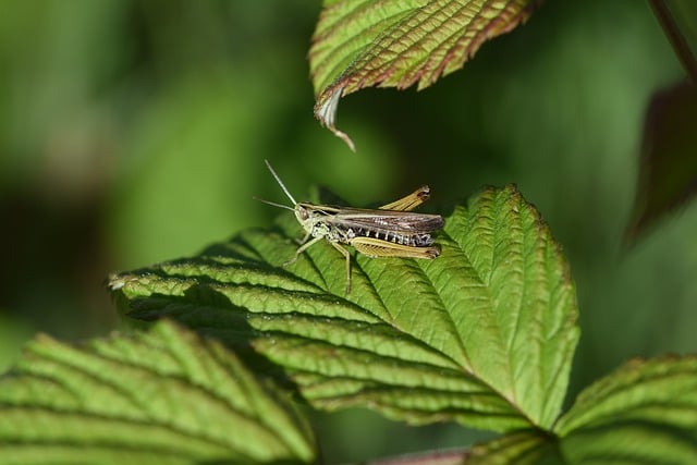 Free download grasshopper insect bug close up free picture to be edited with GIMP free online image editor