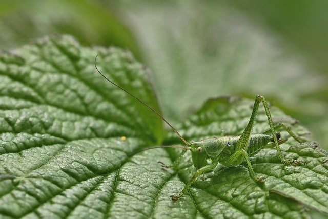 Free download grasshopper insect close up meadow free picture to be edited with GIMP free online image editor