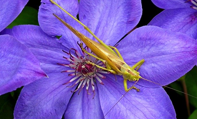 Free picture Grasshopper Insect Flower -  to be edited by GIMP free image editor by OffiDocs