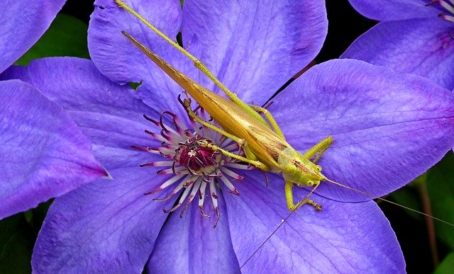 Free download Grasshopper Insect Flower -  free photo or picture to be edited with GIMP online image editor