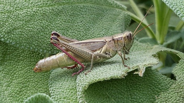 Descărcare gratuită Grasshopper Insect Garden - fotografie sau imagini gratuite pentru a fi editate cu editorul de imagini online GIMP