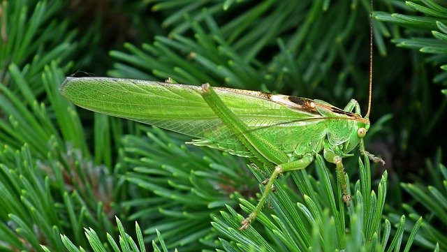 Download gratuito Grasshopper Insect Green - foto o immagine gratuita da modificare con l'editor di immagini online di GIMP