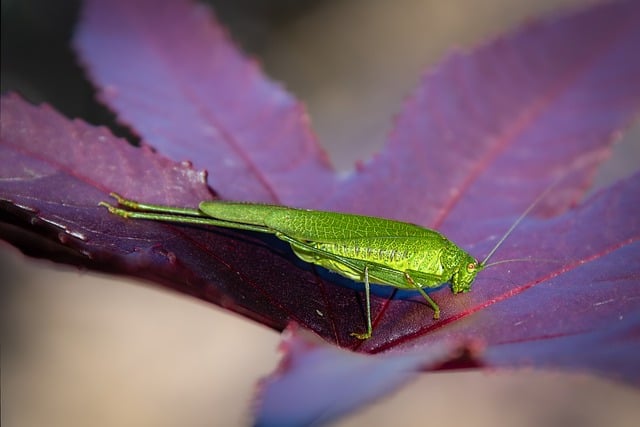 Free download grasshopper insect leaf summer free picture to be edited with GIMP free online image editor