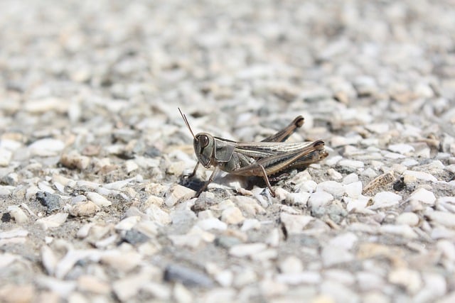 Free download grasshopper insect macro nature free picture to be edited with GIMP free online image editor