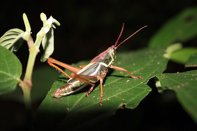 הורדה חינם Grasshopper Insect Nature - תמונה או תמונה בחינם לעריכה עם עורך התמונות המקוון GIMP