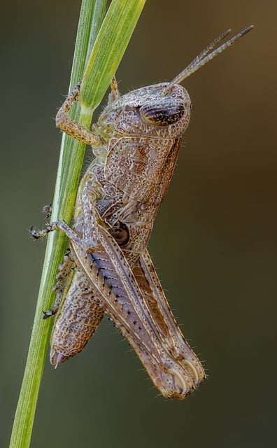 Free download grasshopper insect nature wildlife free picture to be edited with GIMP free online image editor