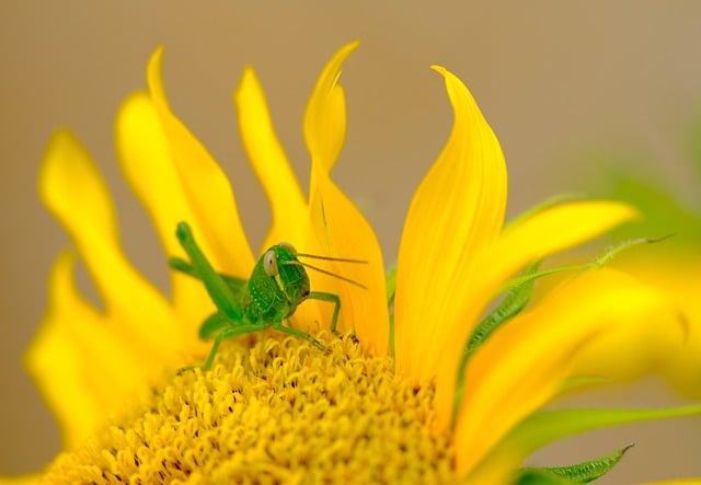 Descargue gratis la imagen gratuita de la flor del girasol del insecto del saltamontes para editarla con el editor de imágenes en línea gratuito GIMP